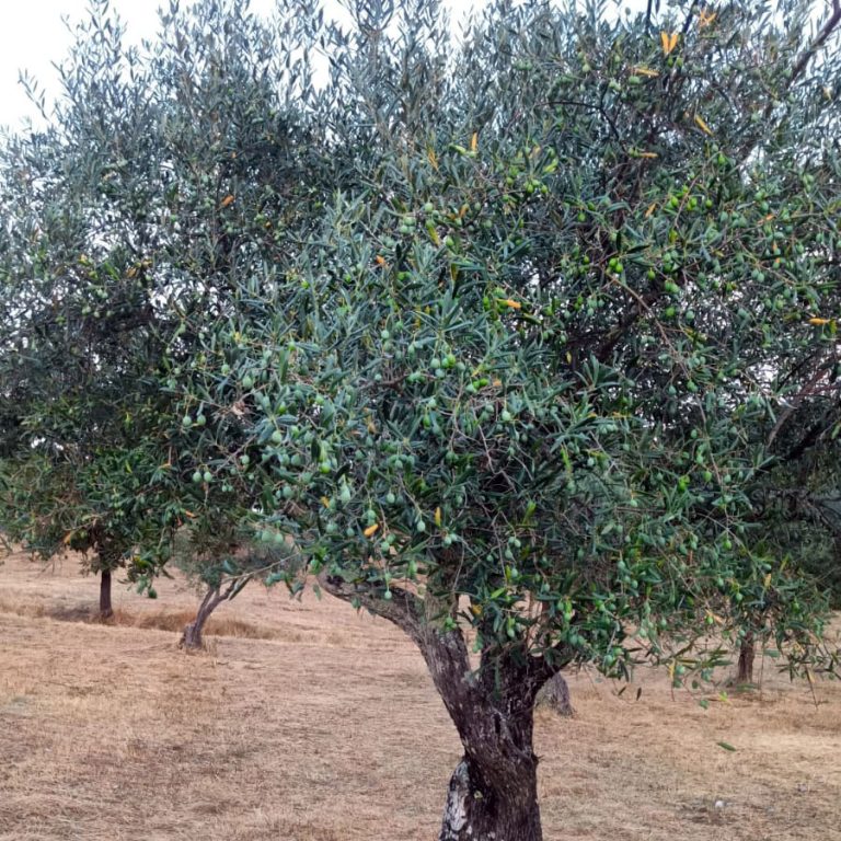 Home img 20250824 wa0023