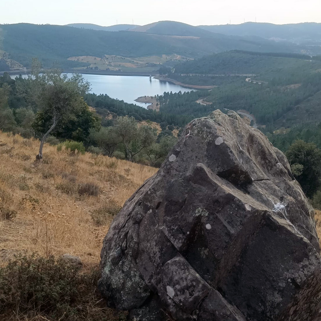 início Terra das Pedras | Casa | Produção de Azeite em Modo de Produção Biológico