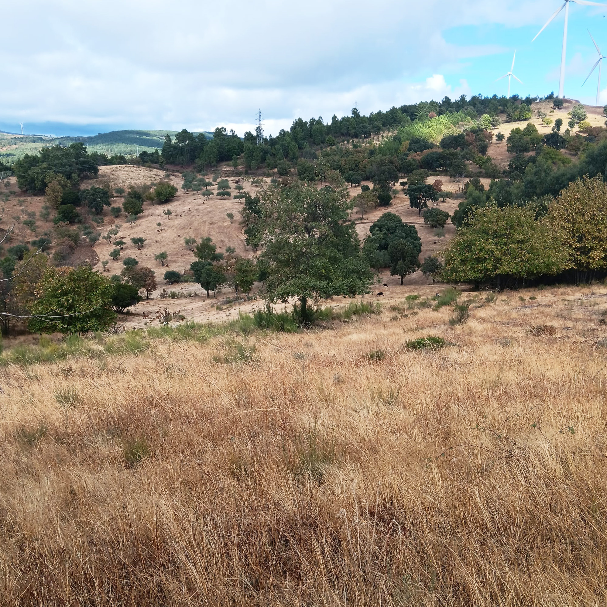 início Terra das Pedras | Casa | Produção de Azeite em Modo de Produção Biológico
