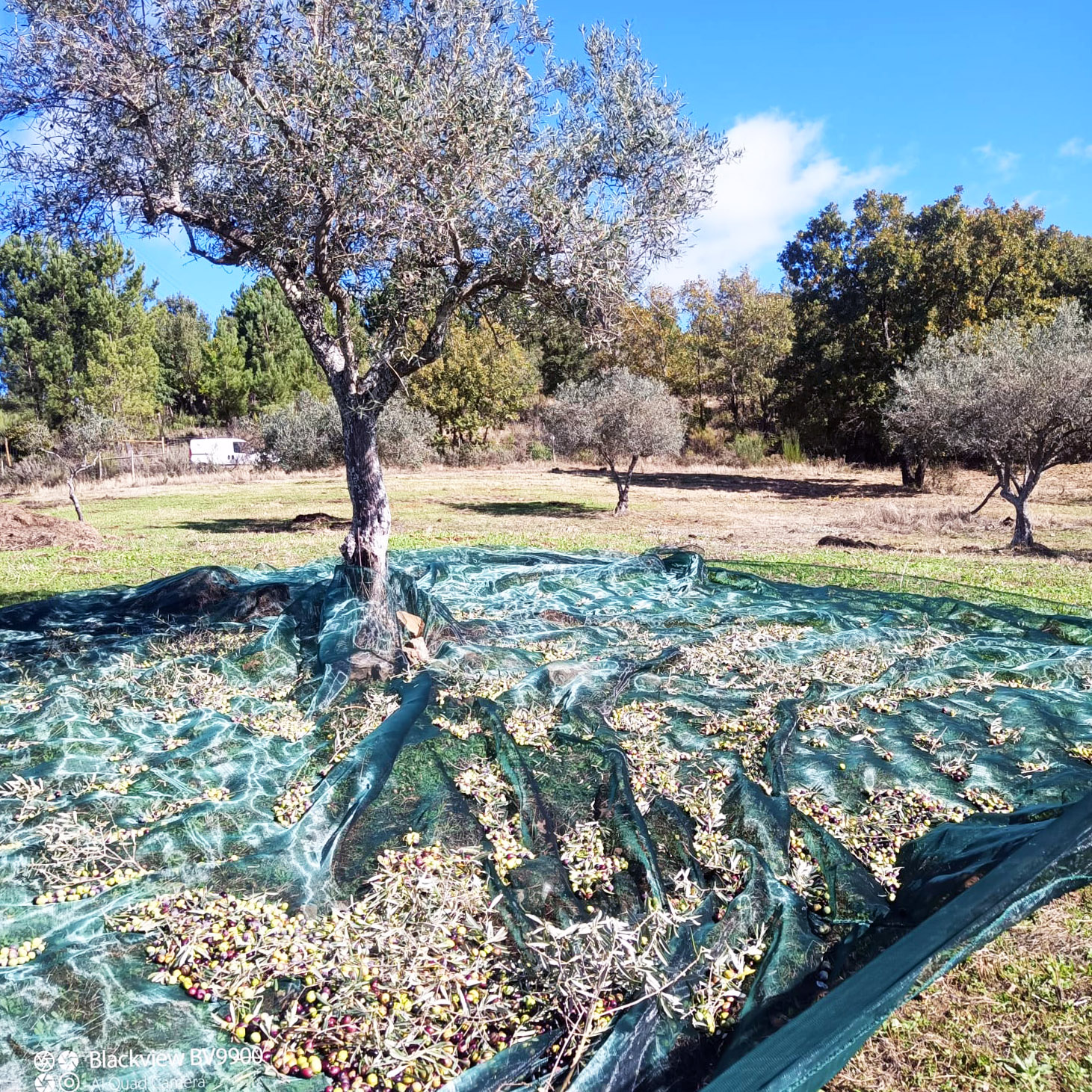 início Terra das Pedras | Casa | Produção de Azeite em Modo de Produção Biológico