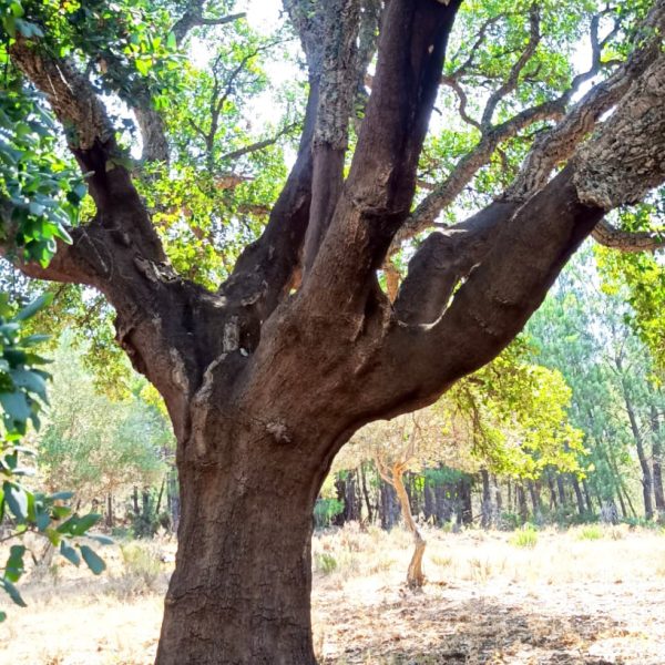 Terra das Pedras | cortiça | Produção biológica de azeite | Meimão, Portugal | Venda produtos portugueses para Alemanha e França