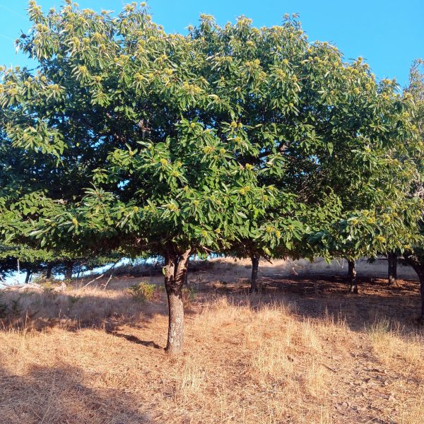 Castanheiro | Terra das Pedras