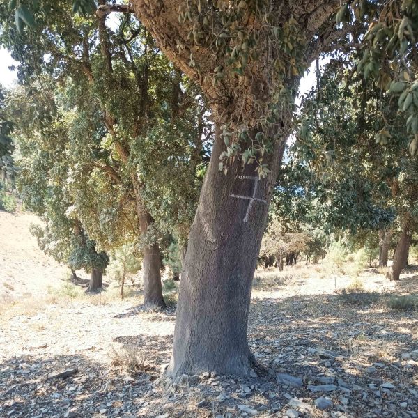 Terra das Pedras | Casa | Produção de Azeite em Modo de Produção Biológico | Alemanha e Portugal