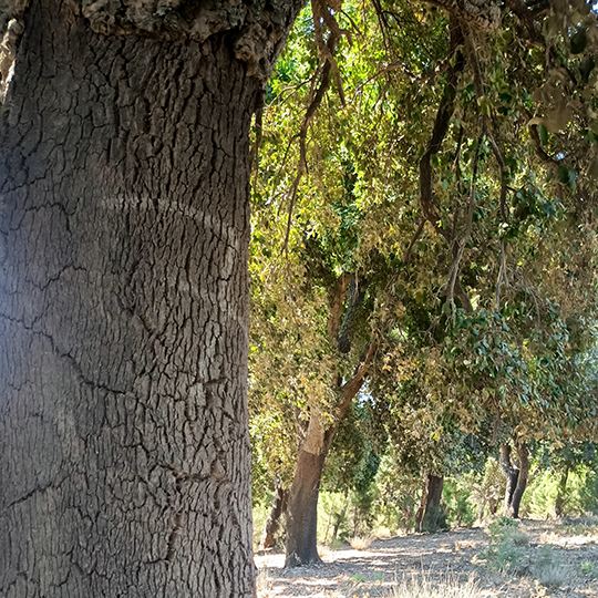 Terra das Pedras | Casa | Produção de Azeite em Modo de Produção Biológico | Alemanha e Portugal