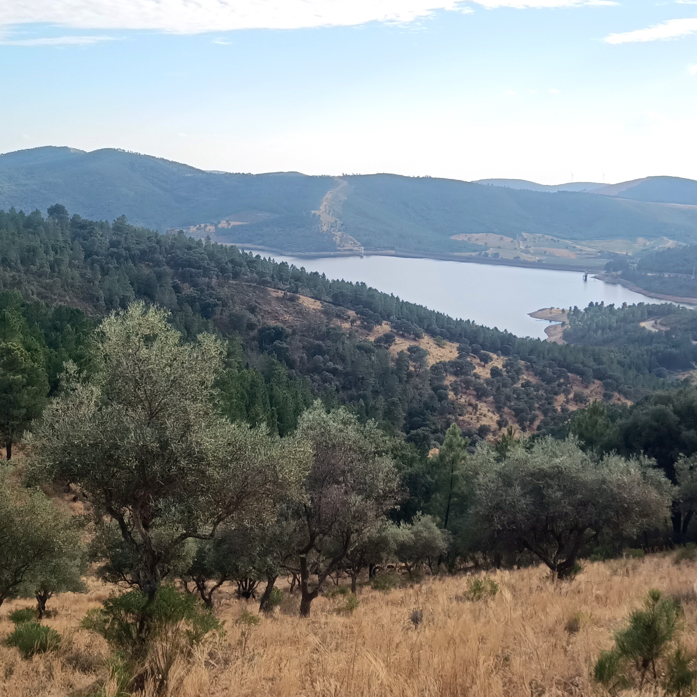 início Terra das Pedras | Casa | Produção de Azeite em Modo de Produção Biológico
