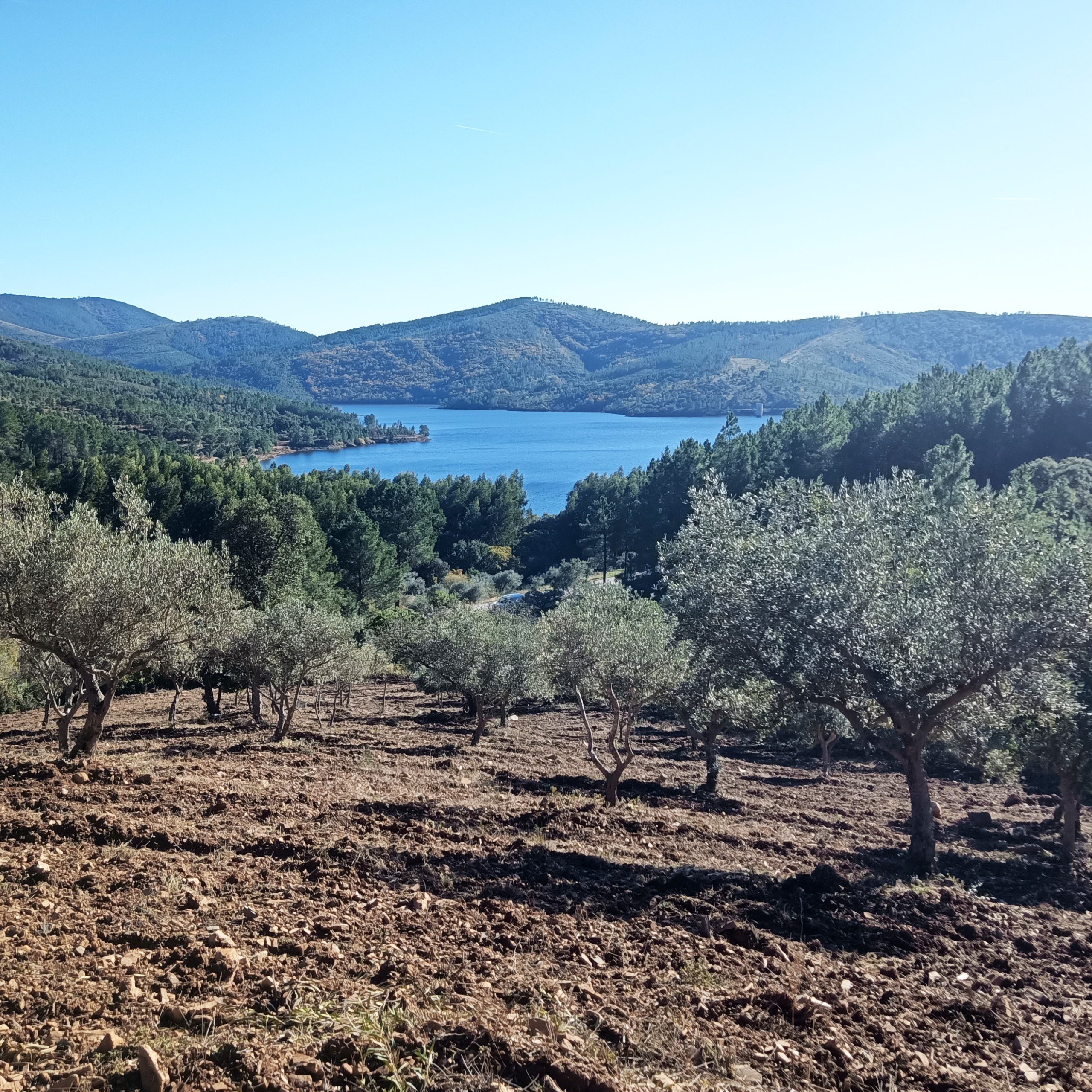 início Terra das Pedras | Casa | Produção de Azeite em Modo de Produção Biológico