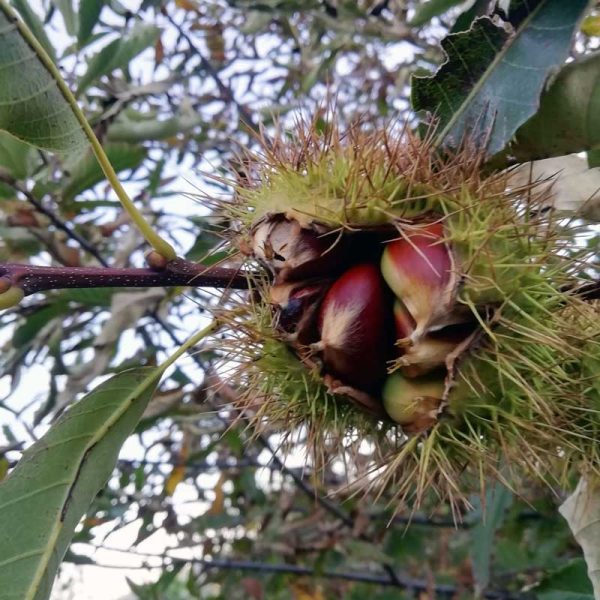 castanheiro | Terra das Pedras