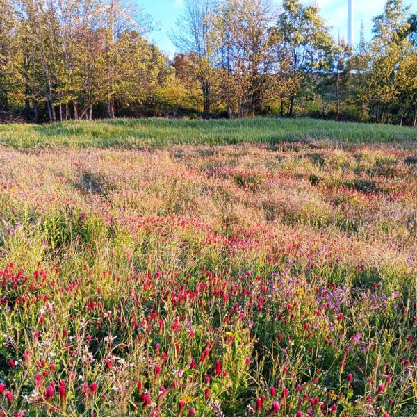 Terra das Pedras | ervas aromáticas | Produção biológica de azeite | Meimão, Portugal | Venda produtos portugueses para Alemanha e França